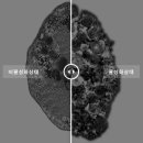 한미바이오 이미지