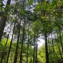 제 106차 산행공지(장성 축령산) 이미지