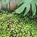 영광예복 이미지