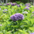 신동수변 이미지