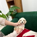 카니훈트 네이버블로그