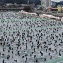 산천어축제장 (재)나라 이미지