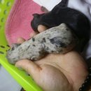 티나리안 이미지