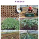 달콤한 양솔방울님 유기농 🍅방울토마토 따러 오셔요(당첨자 : 고이님) 이미지