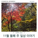 예스치과기공소 | 왓츠인 마이블로그 블챌 ｜11월6일 - 1월16일까지 11월 둘째 주 가을 일상 이야기 단풍이 너무 예쁜 금오산