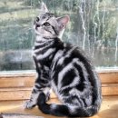 흥미헤어라인 이미지