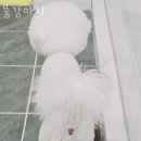 뚱강아지 이미지