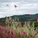 금잔디농원 이미지