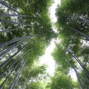 피톤치드 이미지