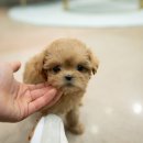 스타일독앤캣 강아지고양이 부천본점 이미지