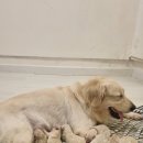 리틀파우스 이미지