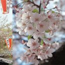 엔화 최저일 때 떠나는 일본 벚꽃 여행 이미지