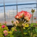 앙드레농장 이미지