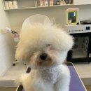 The 사랑할 개 이미지