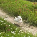 개맛도리 이미지