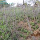 김옥자농장 이미지