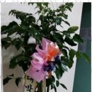글로리악기