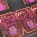 다산농장 | 육즙 가득한 한우암소! 다산신도시 맛집 고기집 영광호한우농장직영정육식당