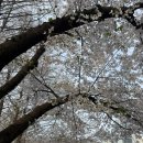 수다1교 | 양재천 벚꽃 산책 - 팁, 교통 🌸