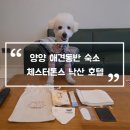 더 낙산호텔(The Naksan Hotel) | 양양 애견동반 숙소 체스터톤스 낙산 호텔 반려동물 동반 펫룸