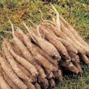 더덕 특징, 효능, 수확 시기, 도라지, 효능,수확시기, 더덕 도라지 구별,하는 법 이미지