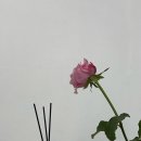 네일시샘달 이미지
