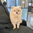 24시 나음동물 의료센터 | 고양시 강아지 건강검진 비용 버디닥 일산 24시 나음동물의료센터