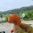 만정새우