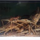 풍천숯불민물장어 이미지