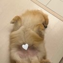 꼬리살랑 | 강아지 스트레스 완화 ㅣ펫웰니스 스트레스릴리프 급여 후기 , 예민한 아이들에게 추천