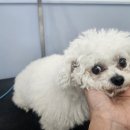 쁘니애견 이미지