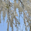 캠퍼스프라자(민간개방화장실) | 수원 벚꽃명소 상상캠퍼스 개화 상황 4월 7일 방문 수양벚꽃