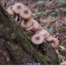 매봉약수 이미지