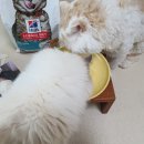힐스펫뉴트리션코리아(유) | 노묘를 위한 고양이 사료, 힐스 인도어 7+ 후기