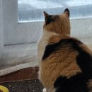 삼순이비어 이미지