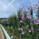 무궁화비료 이미지