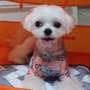 시마동물병원 이미지