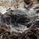 우주행정사 이미지