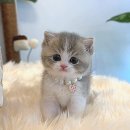 행복한집사 이미지