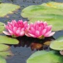 연꽃펜션 이미지