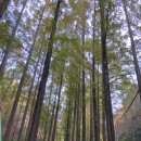 장안로 | [11월/대전] 가을느끼러 장태산🍁🍂(feat.엄미새)