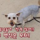 왈왈이 이미지