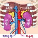 신장병의 원인과 치료 이미지