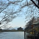 갈월서로 | 용인 벚꽃카페 갈월저수지 알루엣베이커리 4월 8일 다녀온 후기