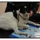 미드미 동물의료센터 이미지