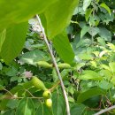 포포나무 열매 이미지