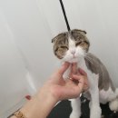 도담도담이발소 | 도담도담이발소/미미폴드/세교애견미용/금암동애견미용/오산애견미용/