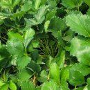 선환농장 이미지