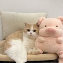 핑크돼지 이미지