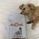 닥터캐닌 | [강아지 사료] 로얄캐닌 가스트로 인테스티널 로우팻 급여 후기 (닥터힐메딕스 로우팻 비교)